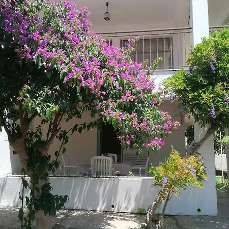 Ana * זאדאר